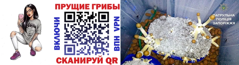 Галлюциногенные грибы Psilocybe  Петровск-Забайкальский 